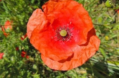 nikon coolpix b500 user manual