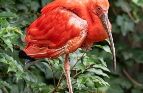 scarlet ibis pdf