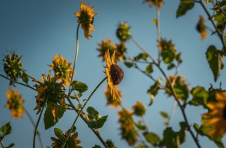 the blackman’s guide to understanding the blackwoman pdf free download