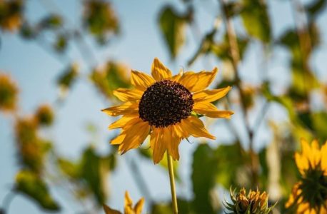 nec 2017 pdf free download