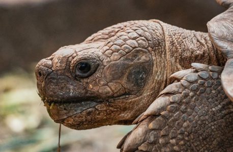 music man script pdf free download