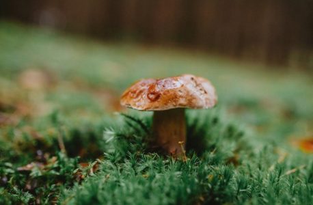 the ultimate guide to among us