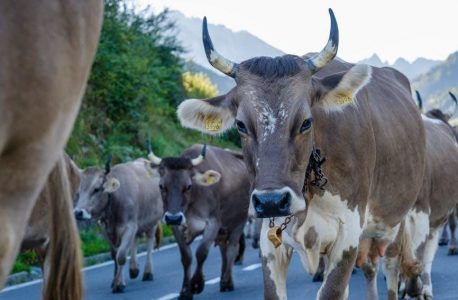 alpine ilx-w650 manual