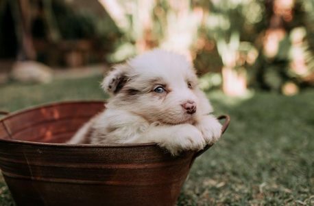 new puppy shopping checklist pdf