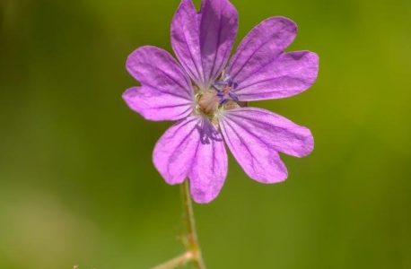 robert mckee story pdf