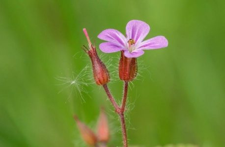 collected poems of robert frost pdf