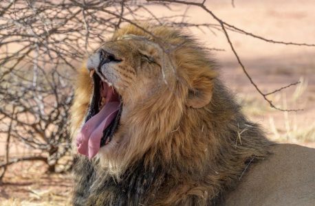 tales from the yawning portal pdf