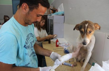 an illustrated guide to veterinary medical terminology