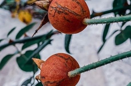 a court of thorns and roses filetype:pdf